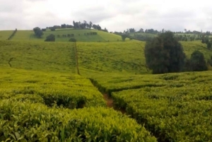 Kiambethu Tea Farm Tour (alles inbegrepen)