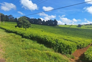 Kiambethu Tea Farm Tour (alles inbegrepen)