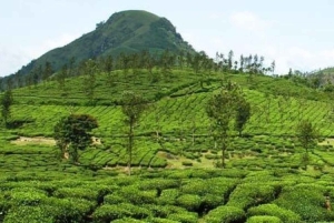 Kiambethu Tea Farm Tour (alles inbegrepen)