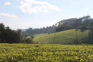 Kiambethu Tea Farm Tour (alles inbegrepen)