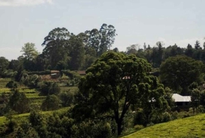 Kiambethu Tea Farm Tour (alles inbegrepen)