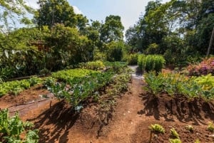 Kiambethu Tea Farm Tour (alles inbegrepen)