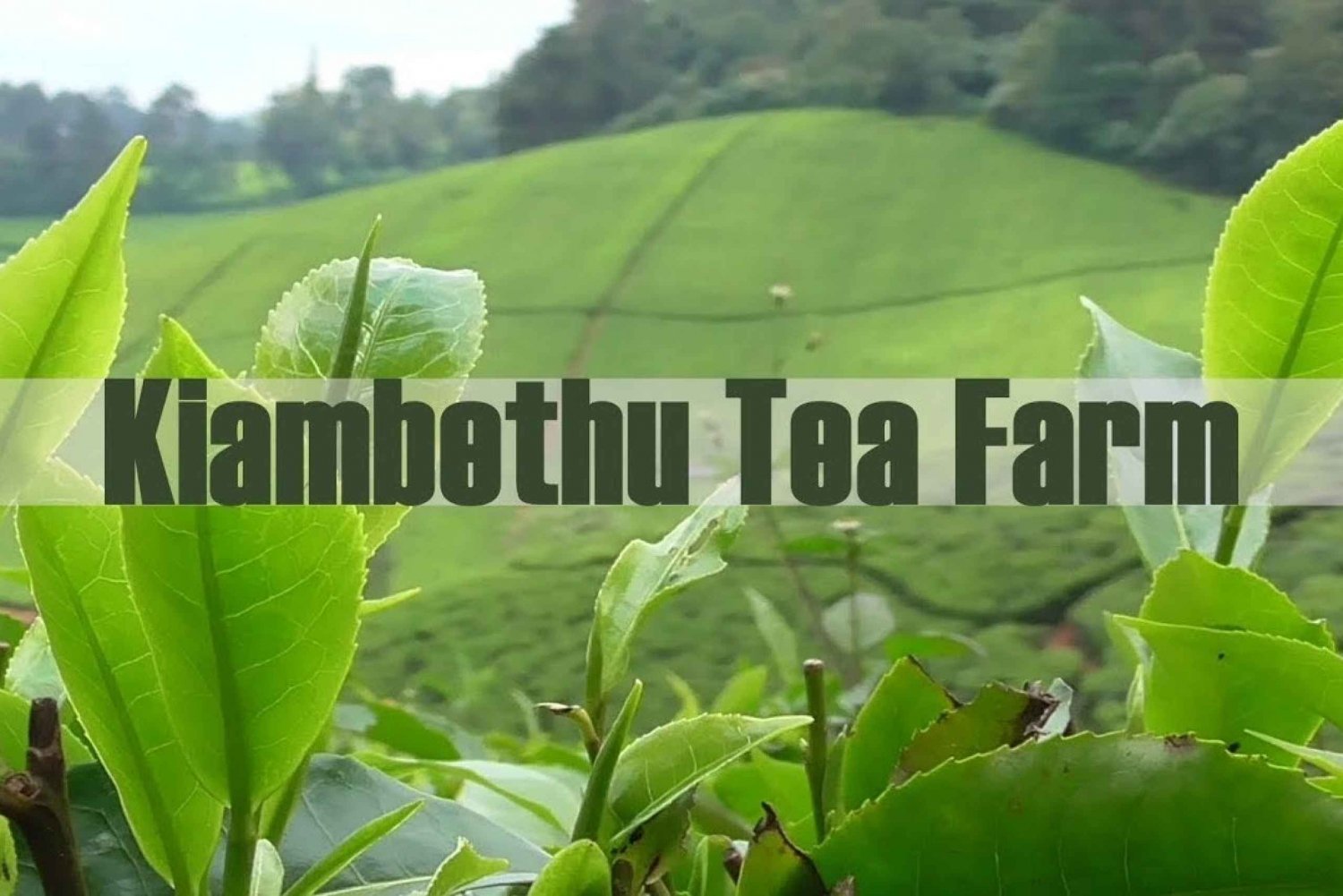Visite de la ferme de thé de Kiambethu avec déjeuner inclus