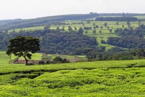 Tour della fattoria del tè di Kiambethu con pranzo incluso
