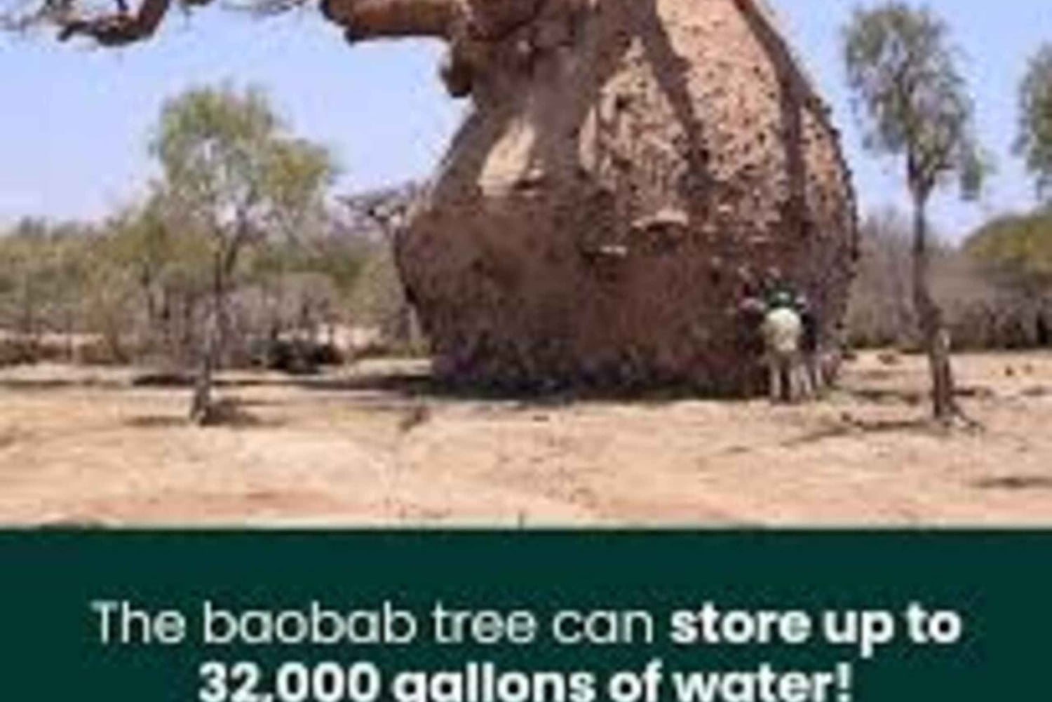 Kibwezi: culturele ervaringstocht met baobabboom met gids