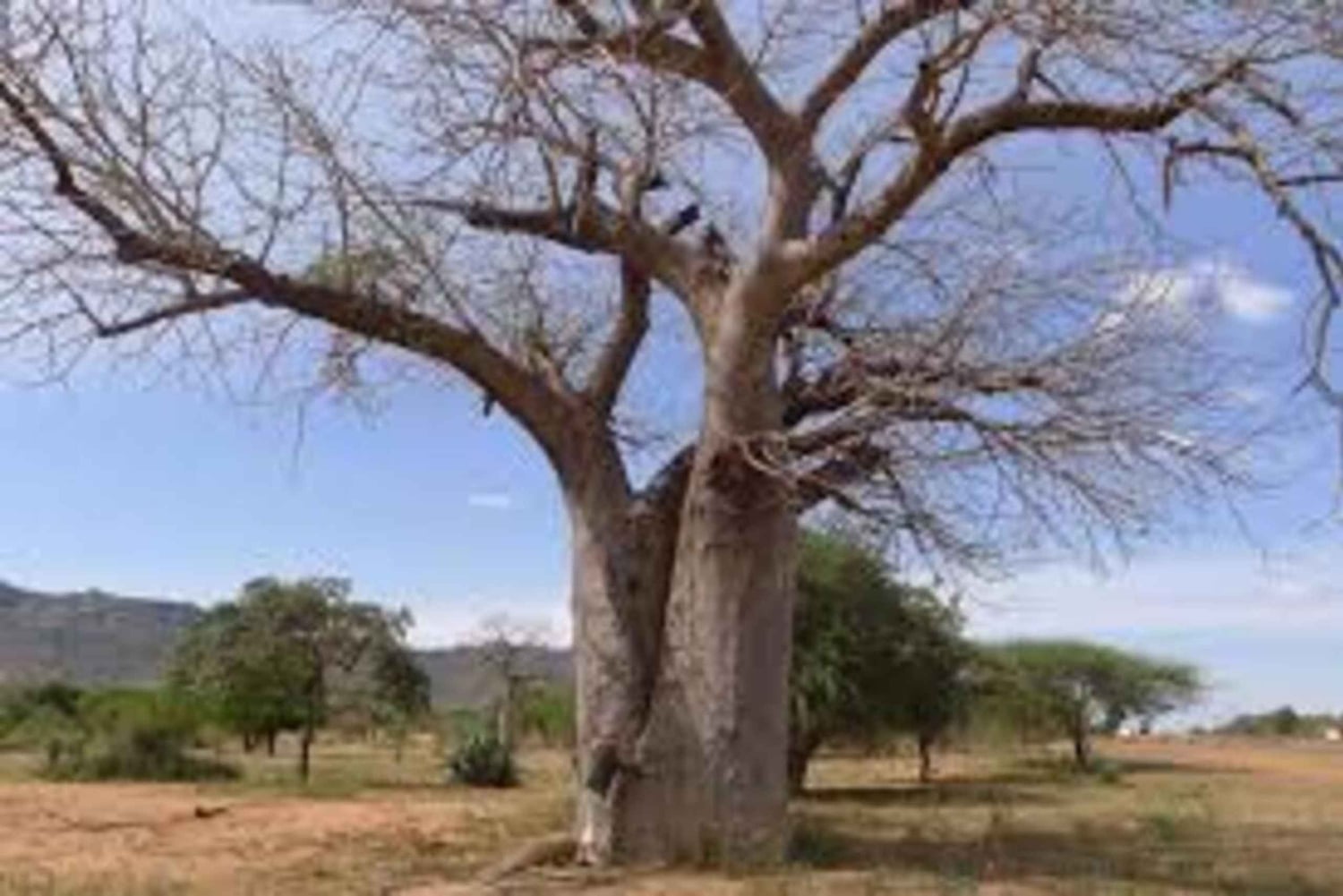 Kibwezi: culturele ervaringstocht met baobabboom met gids