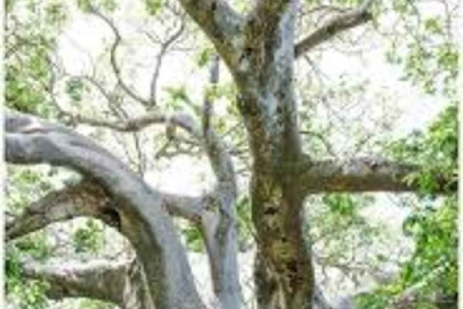 Kibwezi: culturele ervaringstocht met baobabboom met gids