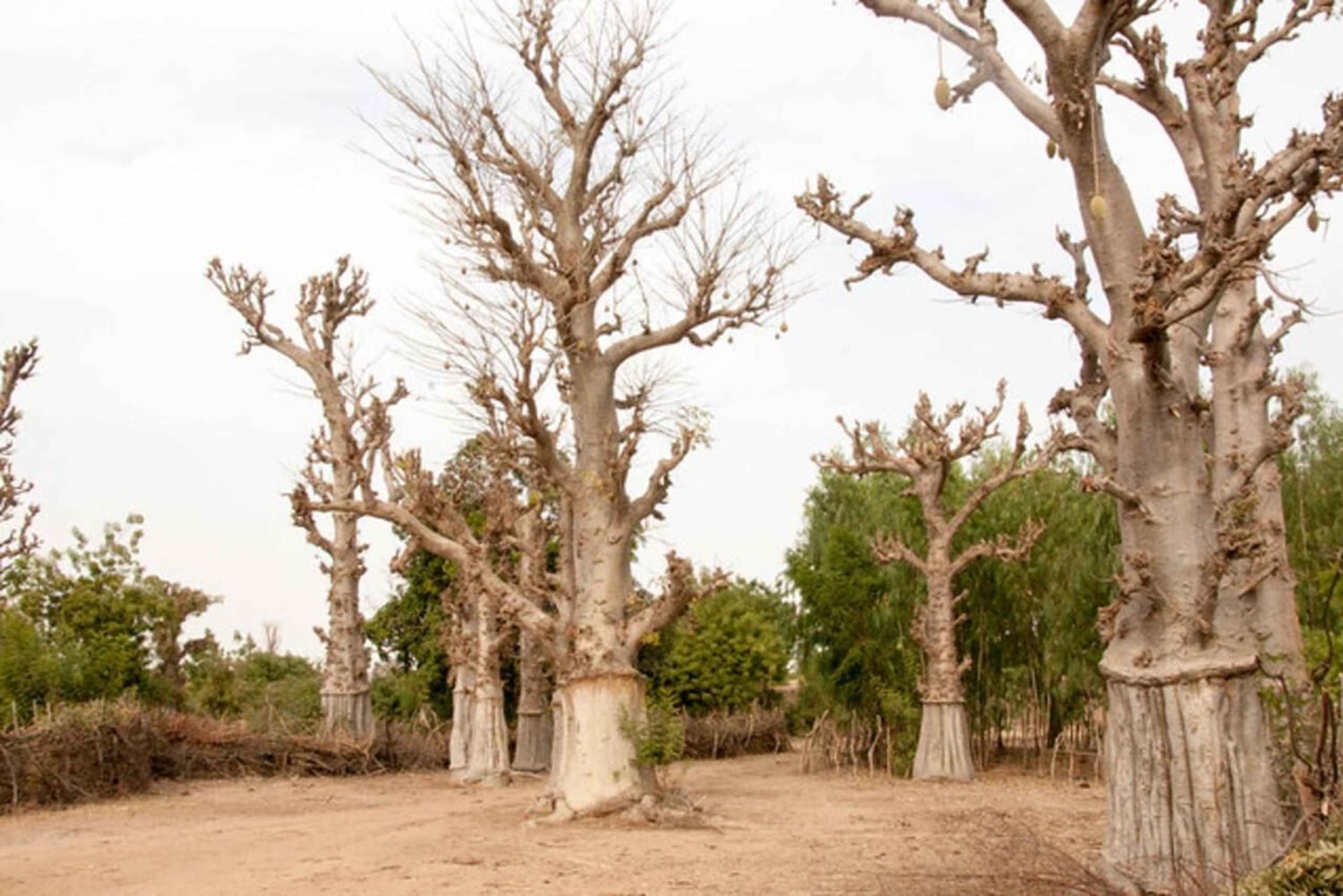 Kibwezi: culturele ervaringstocht met baobabboom met gids