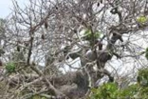 Kibwezi: culturele ervaringstocht met baobabboom met gids