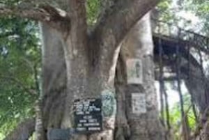 Kibwezi: culturele ervaringstocht met baobabboom met gids