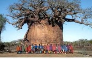 Kibwezi: culturele ervaringstocht met baobabboom met gids