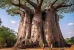 Kibwezi: culturele ervaringstocht met baobabboom met gids