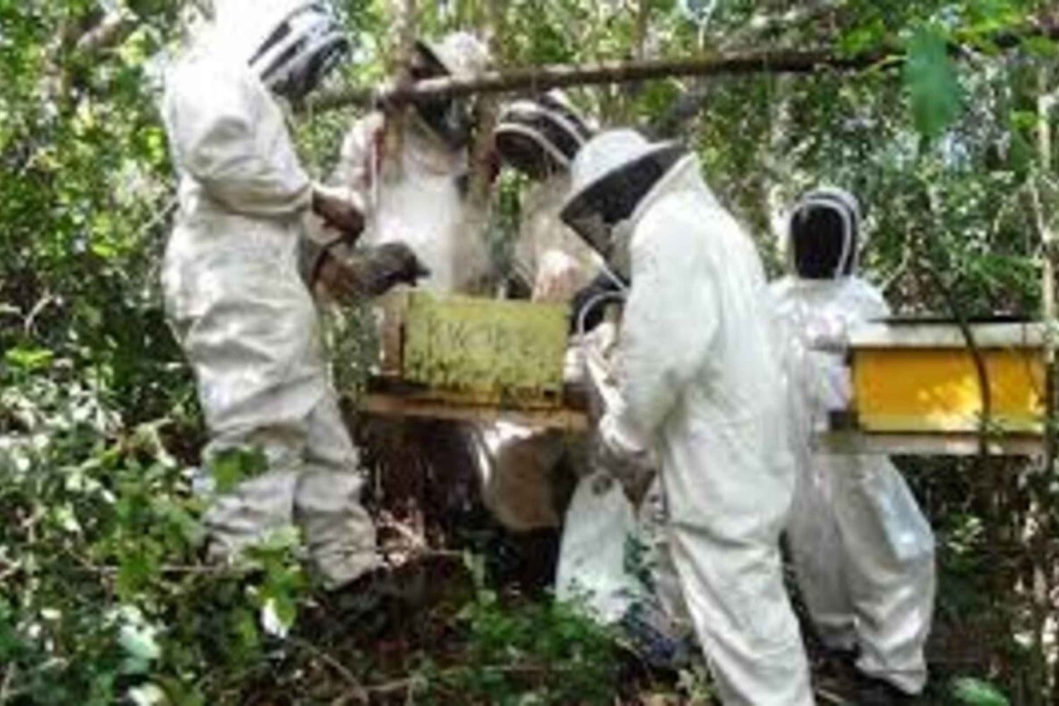 Kikambala: Imkerei-Tour mit Honigverkostung & Abholung