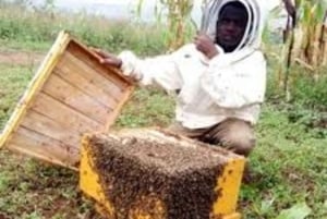 Kikambala: Imkerei-Tour mit Honigverkostung & Abholung