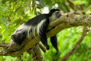 Kilimanjaro: De la meseta de Shira al punto de la Catedral 3872m Día de excursión