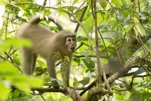 Kilimanjaro: De la meseta de Shira al punto de la Catedral 3872m Día de excursión