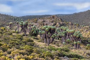 Kilimanjaro: De la meseta de Shira al punto de la Catedral 3872m Día de excursión