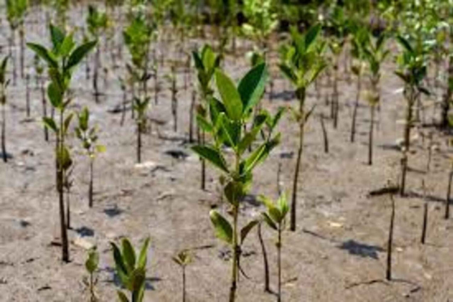 Kipini: tour a pie para conservar los manglares