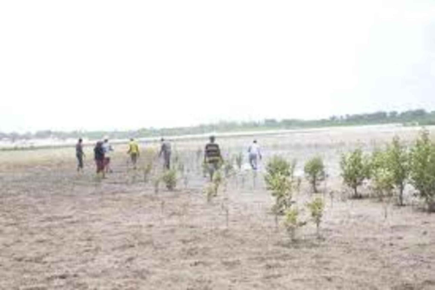 Kipini: tour a pie para conservar los manglares