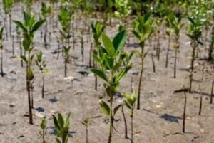 Kipini: tour a pie para conservar los manglares