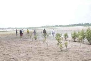 Kipini: tour a pie para conservar los manglares