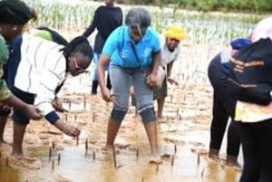 Kipini: tour a pie para conservar los manglares