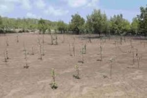 Kipini: tour a pie para conservar los manglares