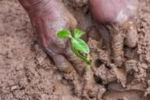 Kipini: tour a pie para conservar los manglares