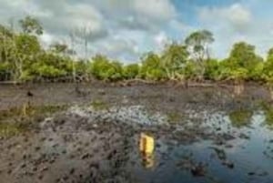 Kipini: tour a pie para conservar los manglares