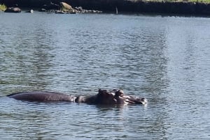 Kisumu Lake Victoria Boat Ride and Hippo Hunt