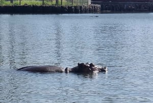 Kisumu Lake Victoria Boat Ride and Hippo Hunt