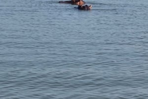 Kisumu Lake Victoria Boat Ride and Hippo Hunt