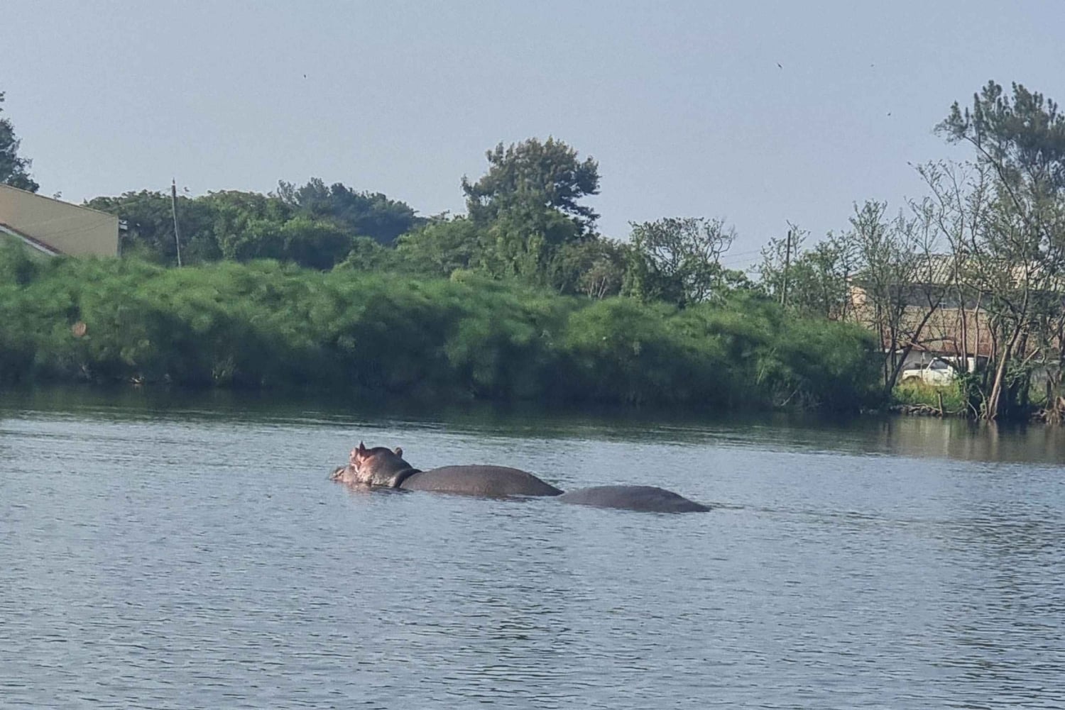KISUMU: båttur på Lake Victoria, flodhest- og fugletitting