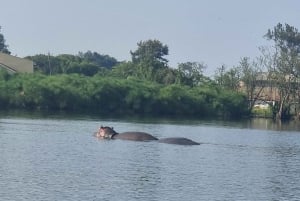 KISUMU: båttur på Lake Victoria, flodhest- og fugletitting