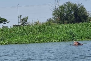 KISUMU: båttur på Lake Victoria, flodhest- og fugletitting