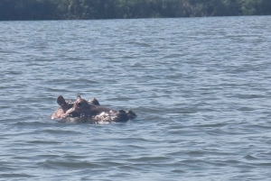 KISUMU: båttur på Lake Victoria, flodhest- og fugletitting