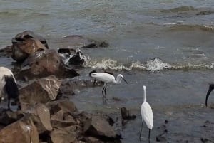 KISUMU: båttur på Lake Victoria, flodhest- og fugletitting