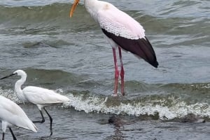 KISUMU: båttur på Lake Victoria, flodhest- og fugletitting