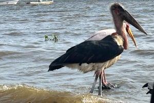 KISUMU: båttur på Lake Victoria, flodhest- og fugletitting