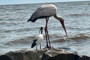 KISUMU: båttur på Lake Victoria, flodhest- og fugletitting