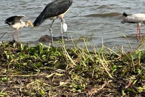 KISUMU: båttur på Lake Victoria, flodhest- og fugletitting