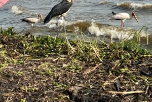 KISUMU: båttur på Lake Victoria, flodhest- og fugletitting
