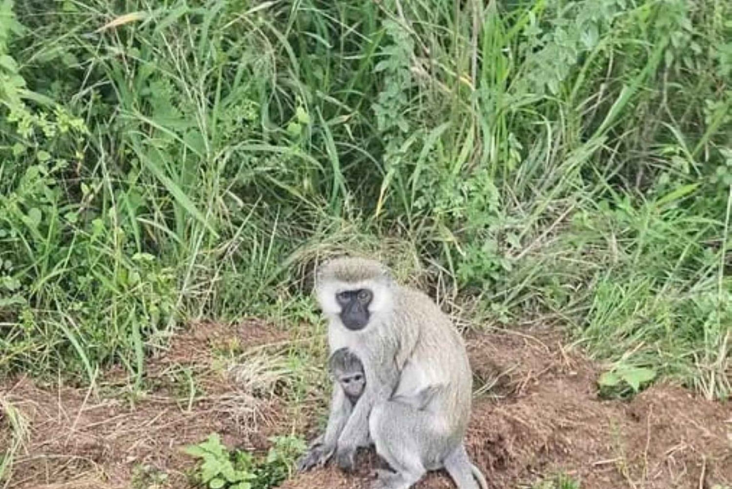 Kisumu: Passeio de um dia ao Parque Nacional da Ilha Ndere com almoço