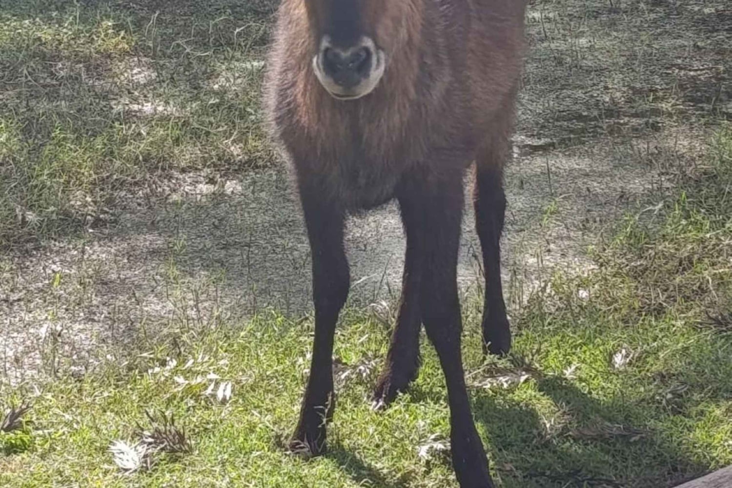 Kisumu: Passeio de um dia ao Parque Nacional da Ilha Ndere com almoço