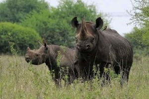 Kisumu: Passeio de um dia ao Parque Nacional da Ilha Ndere com almoço