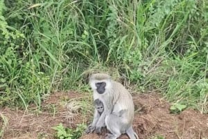 Kisumu: Passeio de um dia ao Parque Nacional da Ilha Ndere com almoço
