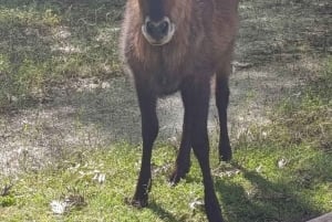Kisumu: Passeio de um dia ao Parque Nacional da Ilha Ndere com almoço