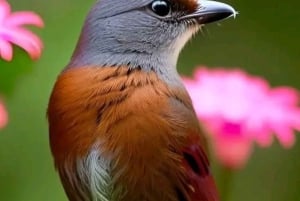 Kisumu: Passeio de um dia ao Parque Nacional da Ilha Ndere com almoço