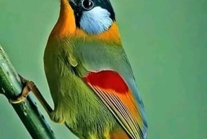 Kisumu: Passeio de um dia ao Parque Nacional da Ilha Ndere com almoço