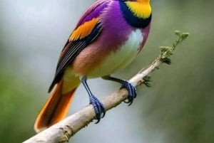 Kisumu: Passeio de um dia ao Parque Nacional da Ilha Ndere com almoço